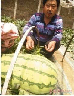 吃瓜说娱乐大西瓜